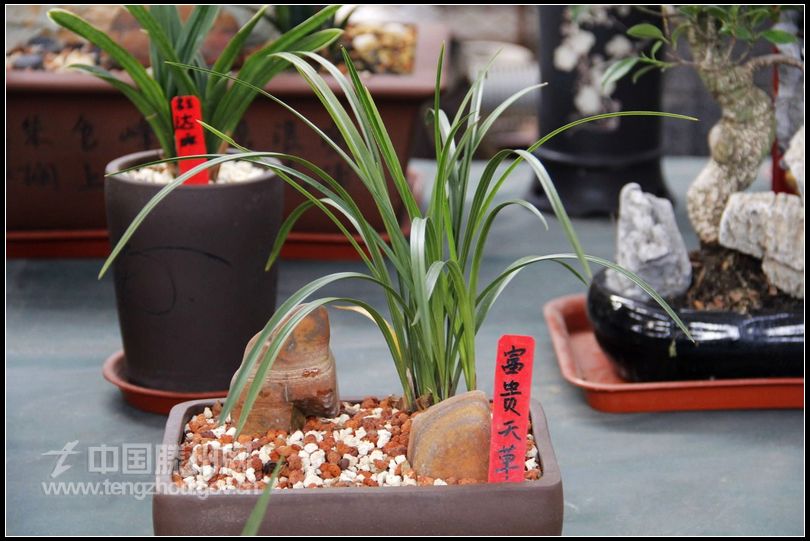 董村花卉大世界