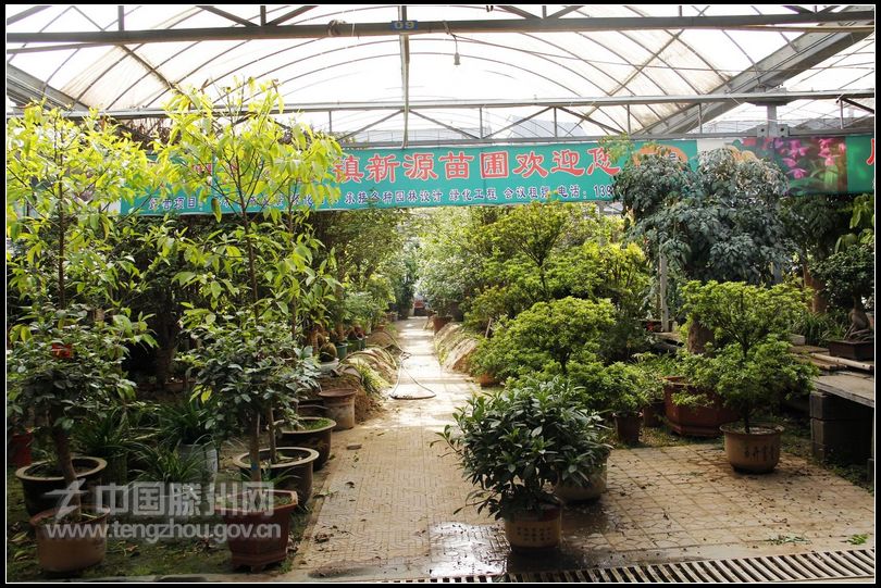 董村花卉大世界