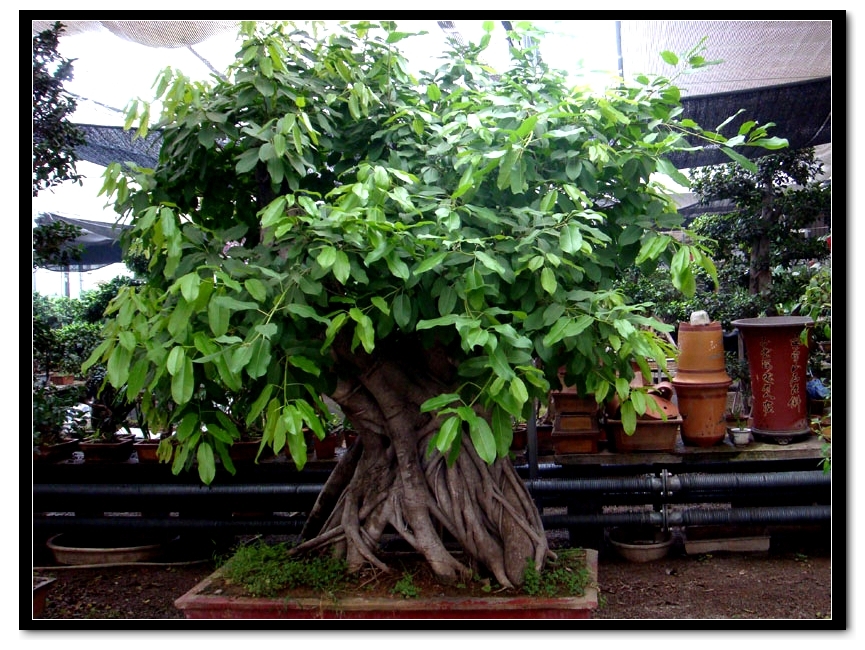 董村花卉大世界