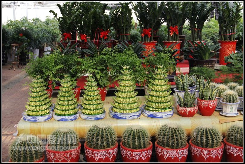 董村花卉大世界