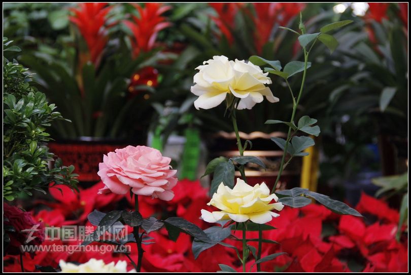 董村花卉大世界