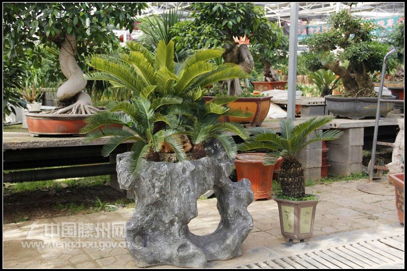 董村花卉大世界
