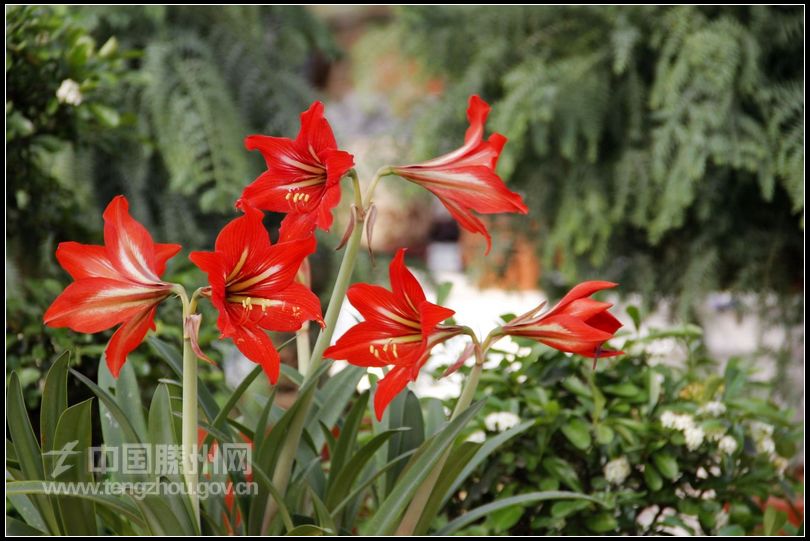 董村花卉大世界