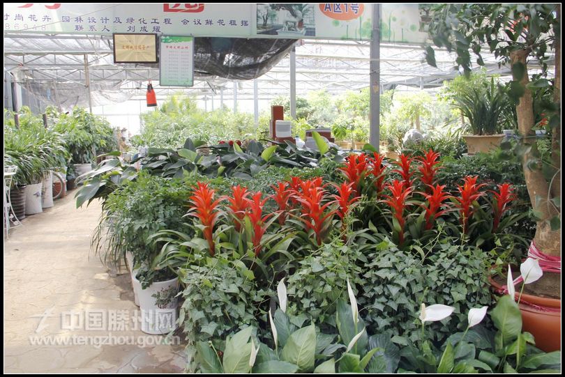 董村花卉大世界