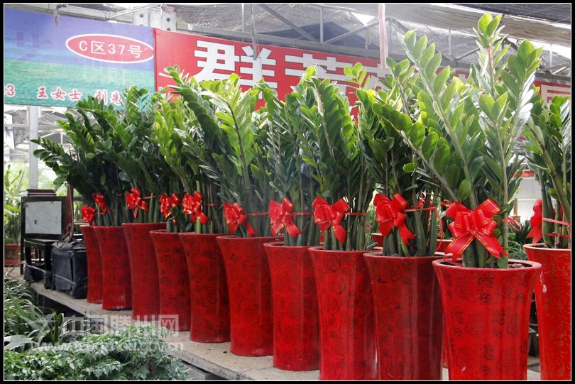 董村花卉大世界