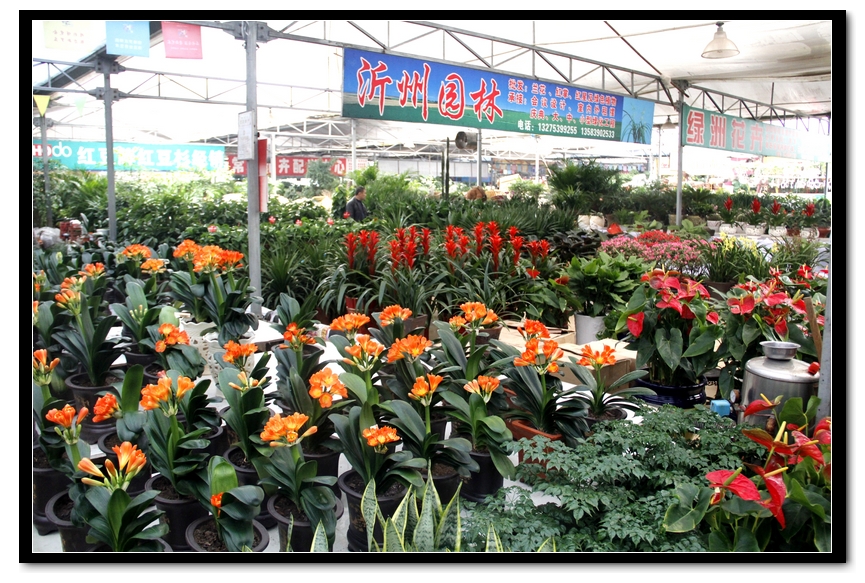 董村花卉大世界