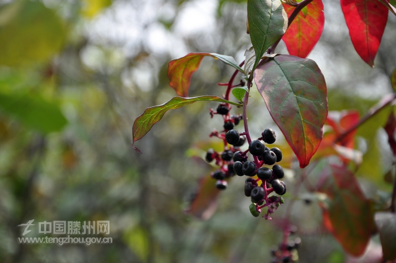 不知名的小野果也在喜迎收获的季节