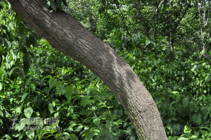 美丽木石杜仲林