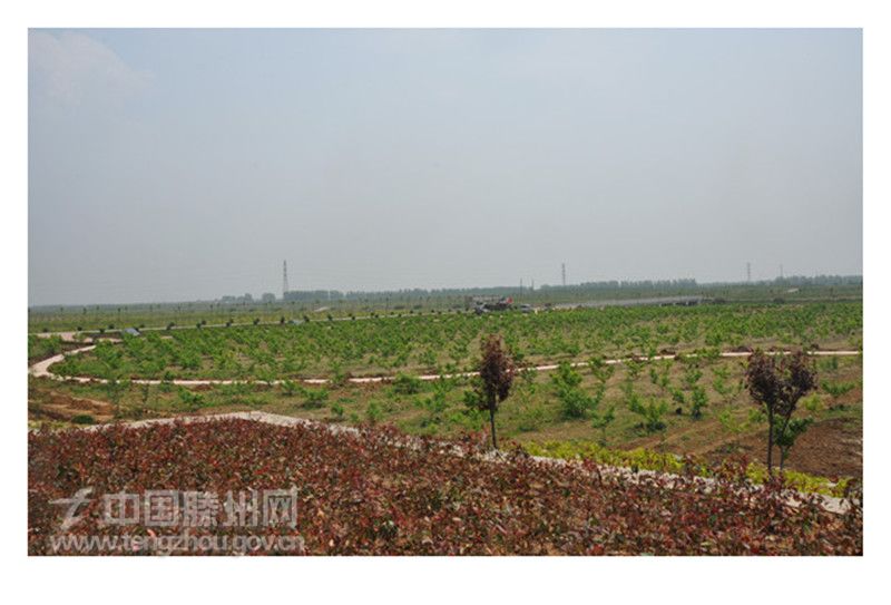 秀美荆河—万亩桃园