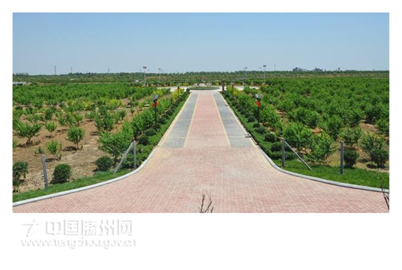秀美荆河—万亩桃园广场