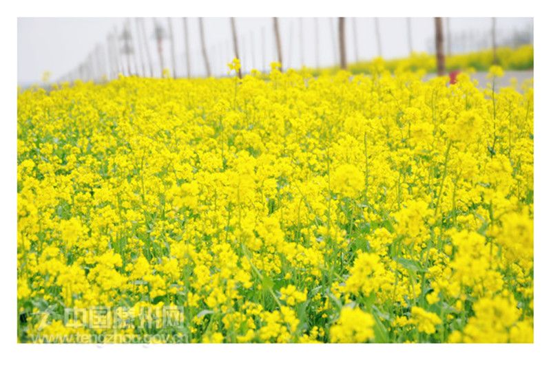 秀美荆河—两岸菜花黄