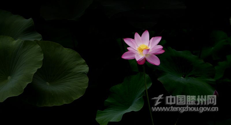 灼灼荷花瑞，亭亭出水中