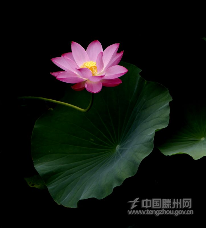 一茎孤引绿，双影共分红