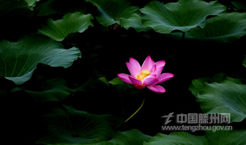 莲香隔浦渡，荷叶满江鲜
