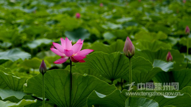 荷风送香气，竹露滴清响