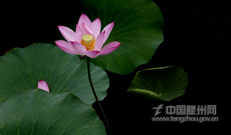 荷叶五寸荷花娇，贴波不碍画船摇