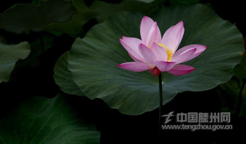 愿君早旋返，及此荷花鲜