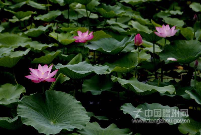 藕田成片傍湖边，隐约花红点点连