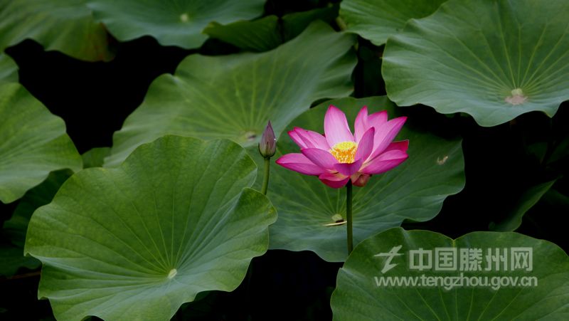 最怜红粉几条痕，水外桥边小竹门