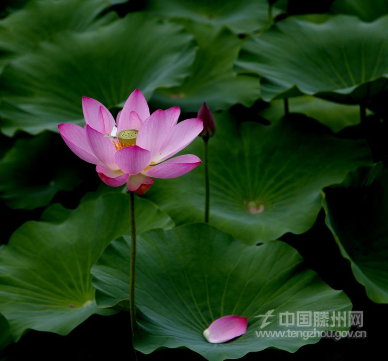 行到近春园，立观荷花池