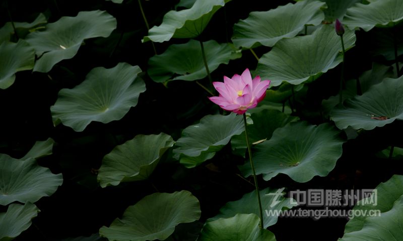 荷叶罗裙一色裁， 芙蓉向脸两边开