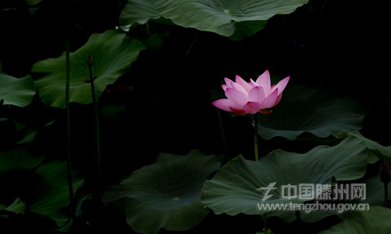 泉眼无声惜细流, 树荫照水爱晴柔