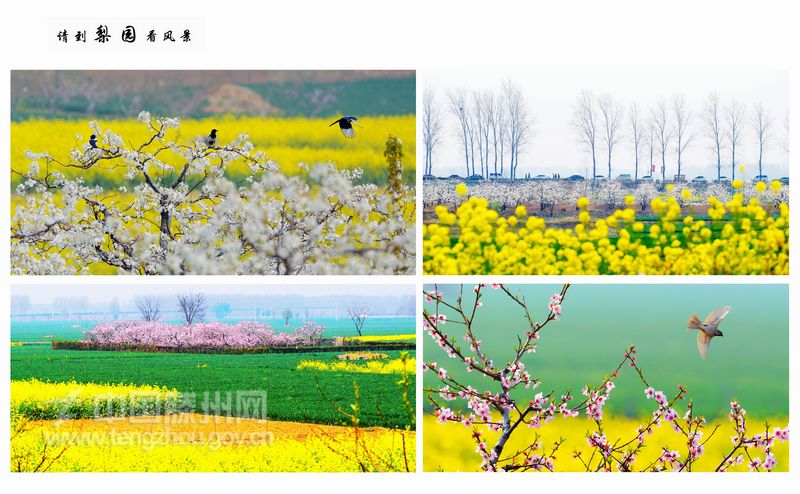 一等奖：《请到梨园看风景》