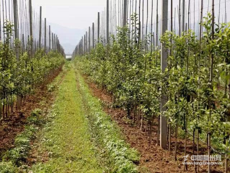 柴胡店镇“名果名村”工程之沙庄苹果