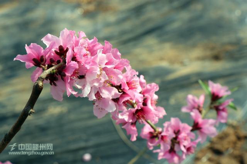 大棚桃花朵朵开 满园“春意”枝头闹