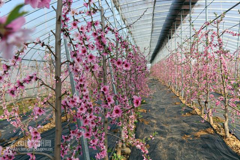 大棚桃花朵朵开 满园“春意”枝头闹