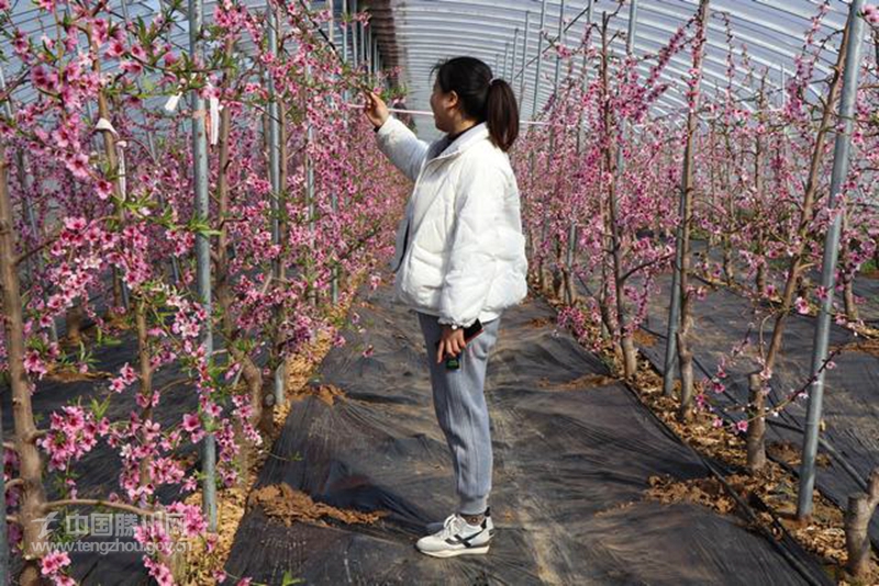 大棚桃花朵朵开 满园“春意”枝头闹