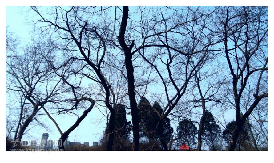“龙堌堆”上蔚蓝的天空和虬龙般的秋树