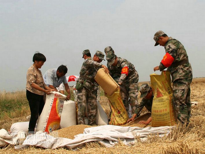 民兵帮助群众抢收小麦