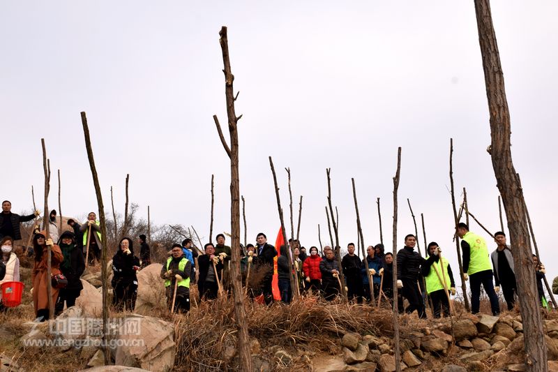 北辛街道组织参加绿遍龙山暨2019年万人义务植树活动